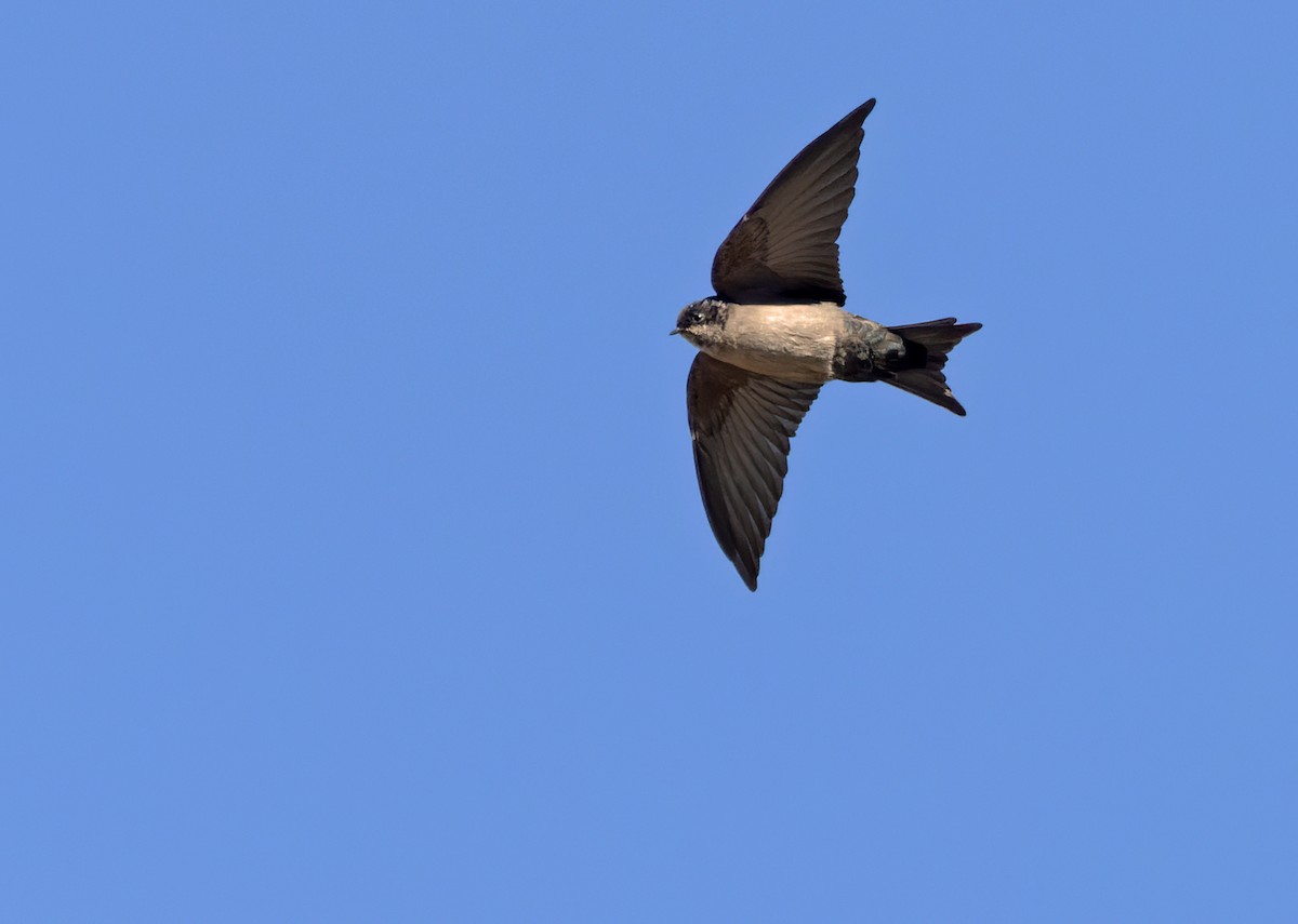 Brown-bellied Swallow - ML618627115