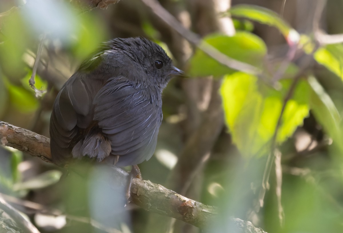 Pale-bellied Tapaculo - ML618627119