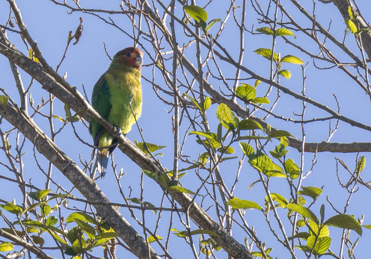 Rusty-faced Parrot - ML618627124
