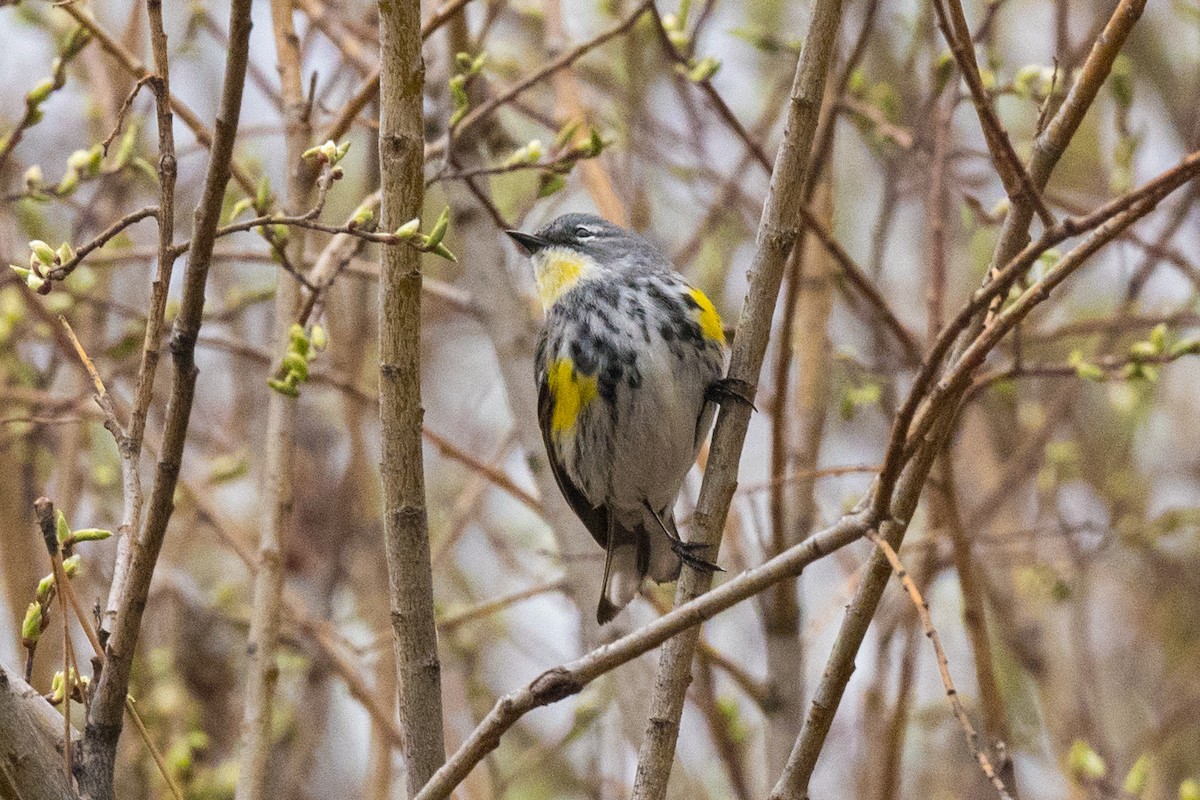 Yellow-rumped Warbler (Myrtle x Audubon's) - ML618627125
