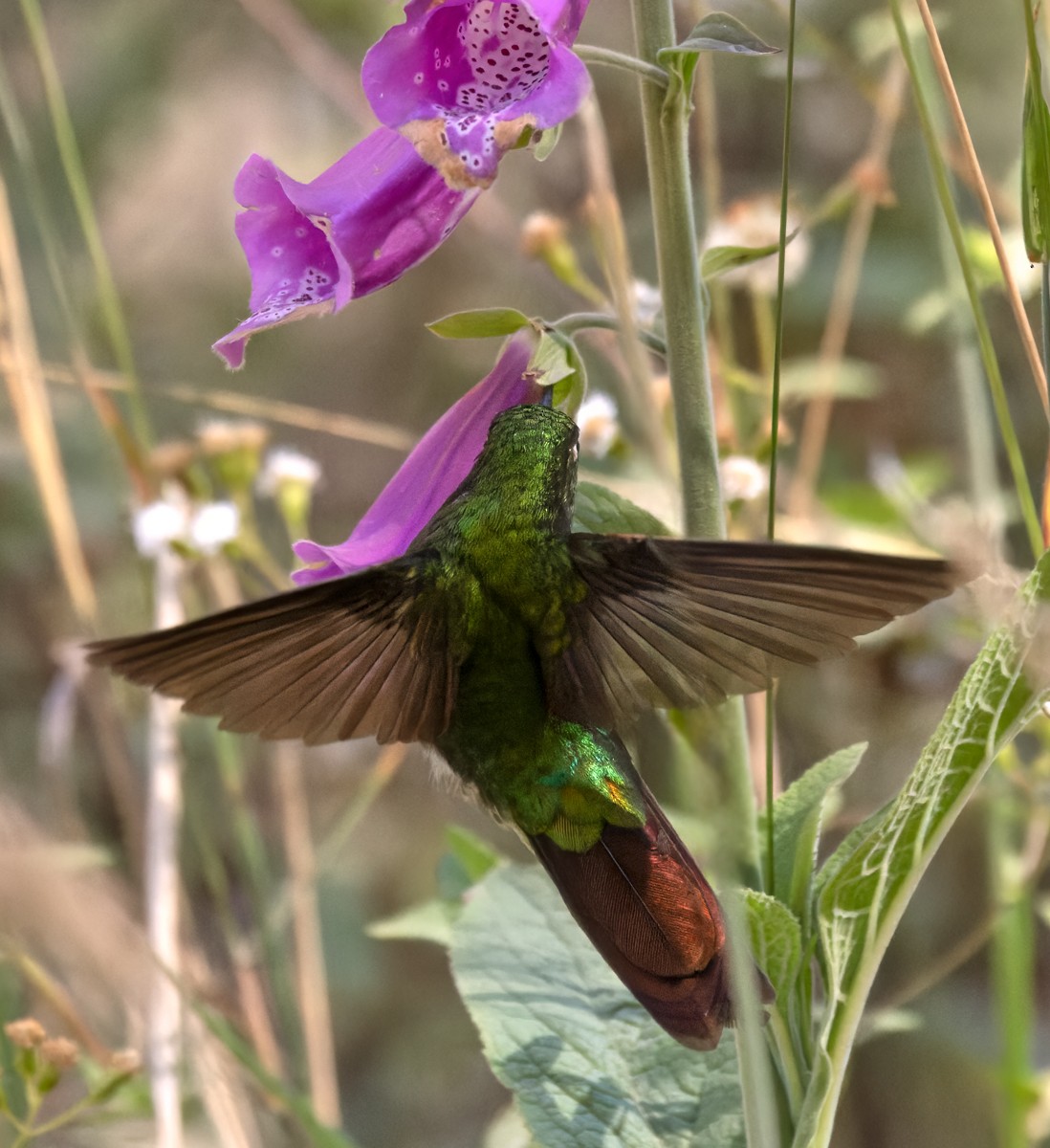 kolibřík dřišťálový (ssp. tyrianthina/quitensis) - ML618627128