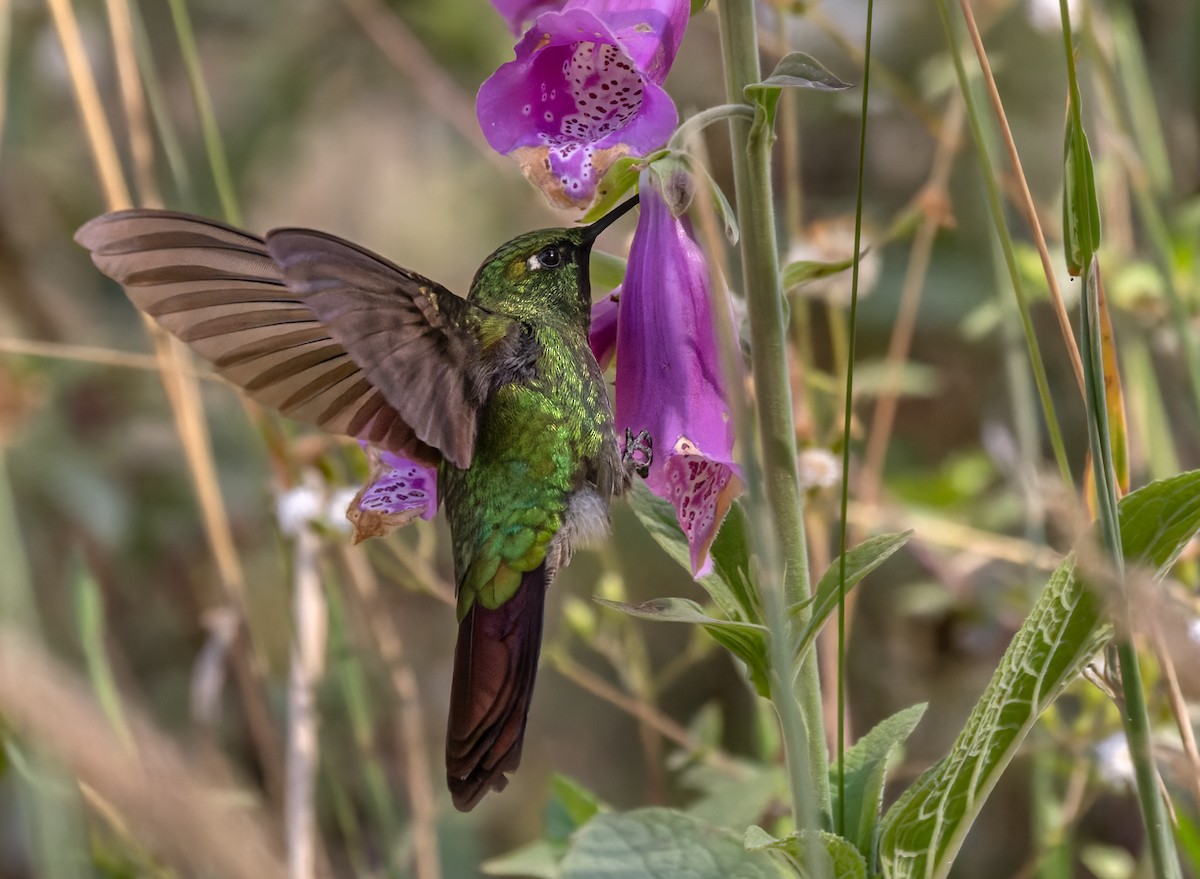 kolibřík dřišťálový (ssp. tyrianthina/quitensis) - ML618627129