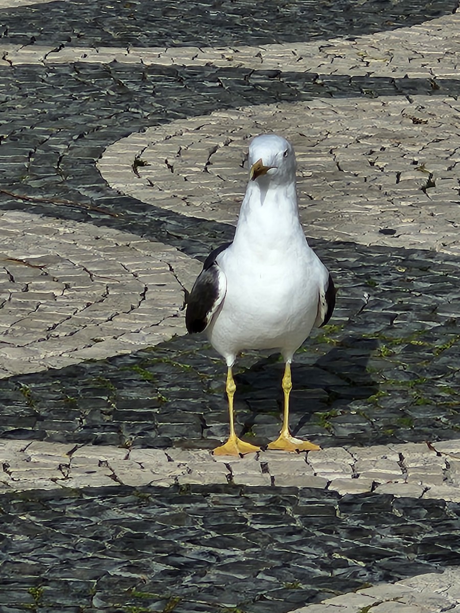 Yellow-legged Gull - ML618627196