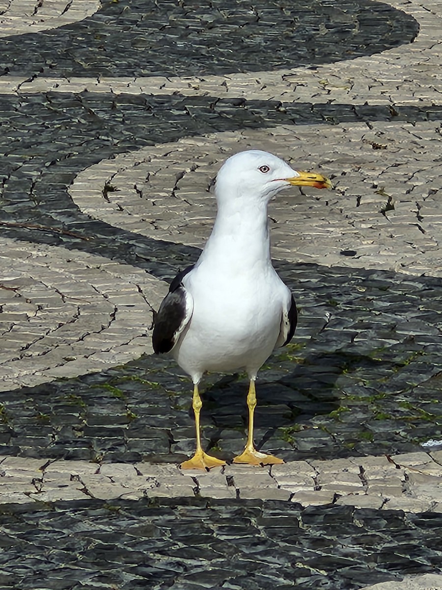 Yellow-legged Gull - ML618627197