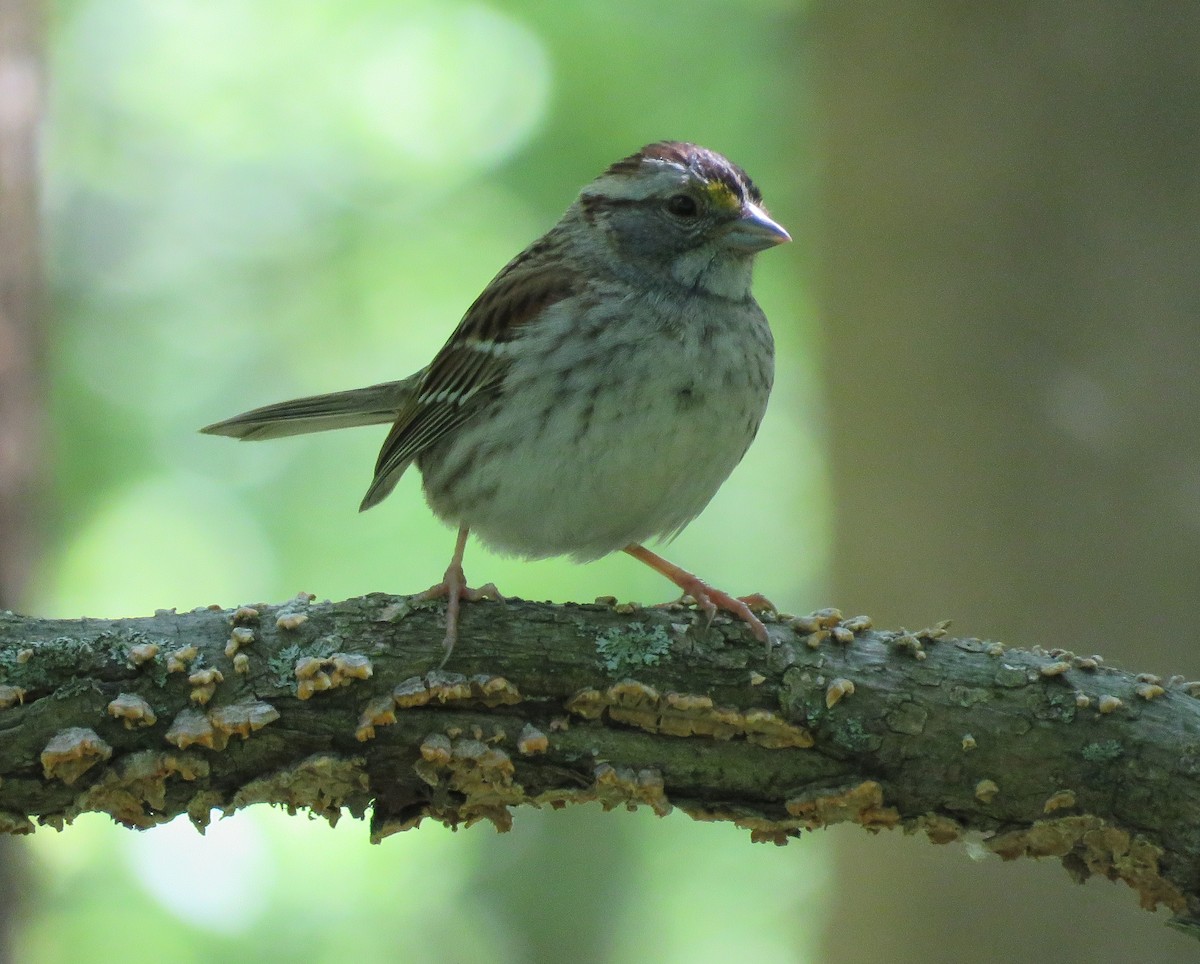 White-throated Sparrow - ML618627219