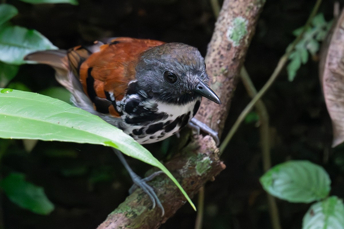 Spotted Antbird - ML618627233