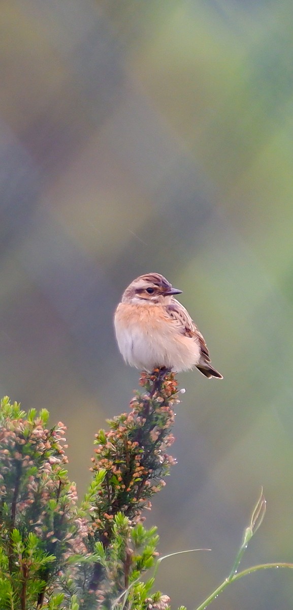 Whinchat - ML618627253