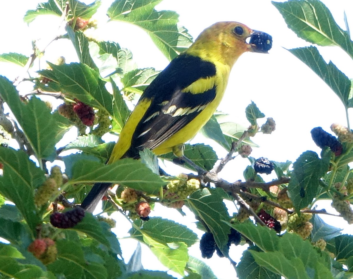 Western Tanager - ML618627258