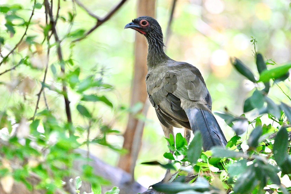 West Mexican Chachalaca - ML618627259
