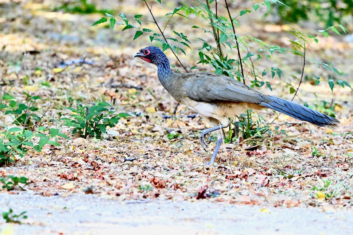 West Mexican Chachalaca - ML618627264