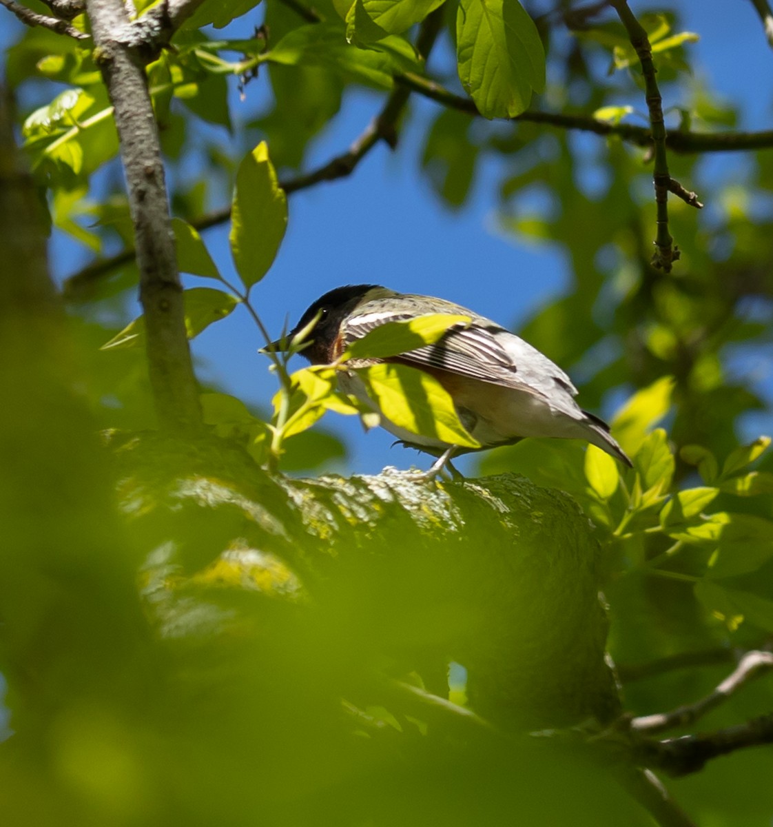 Bay-breasted Warbler - ML618627268