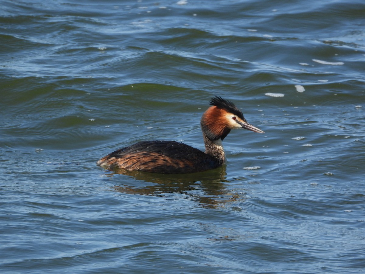 Great Crested Grebe - AC Verbeek