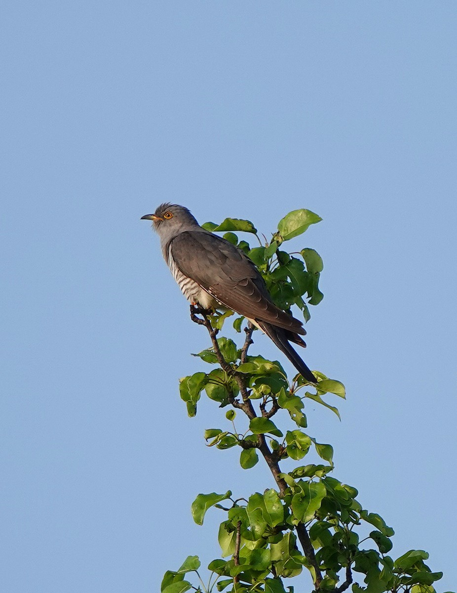 Common Cuckoo - ML618627298