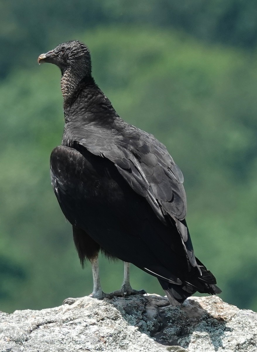 Black Vulture - ML618627356