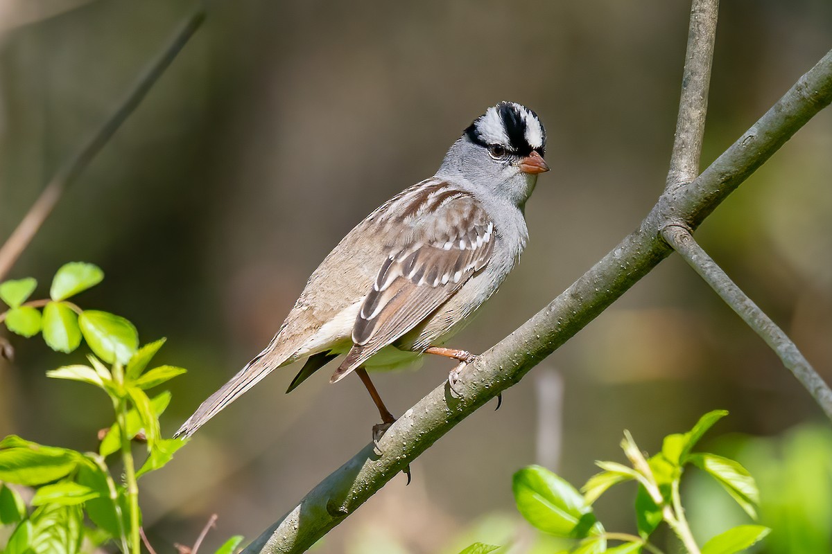 White-crowned Sparrow - ML618627390