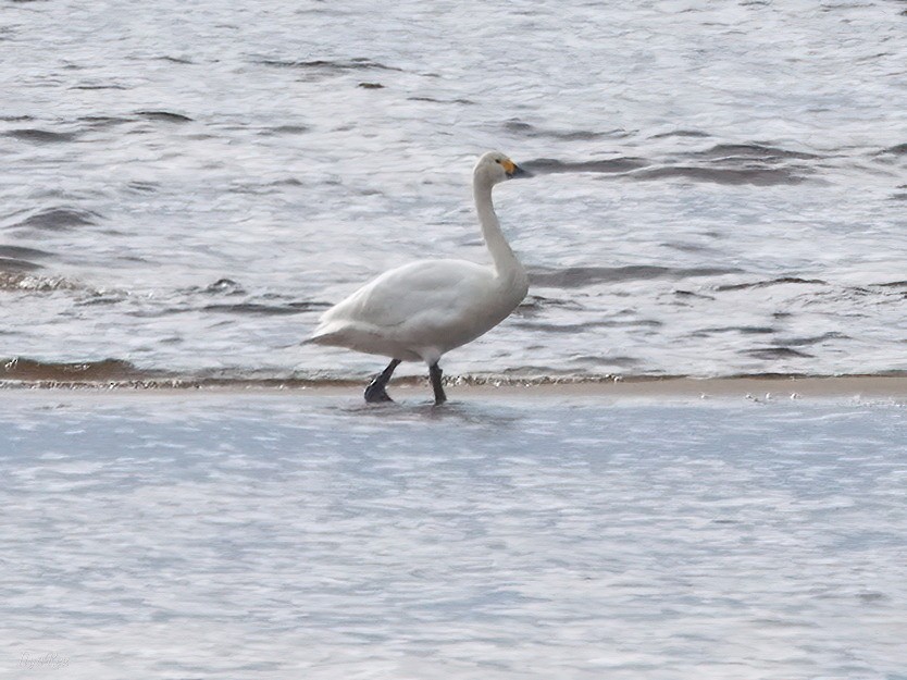 Tundra Swan (Bewick's) - ML618627395