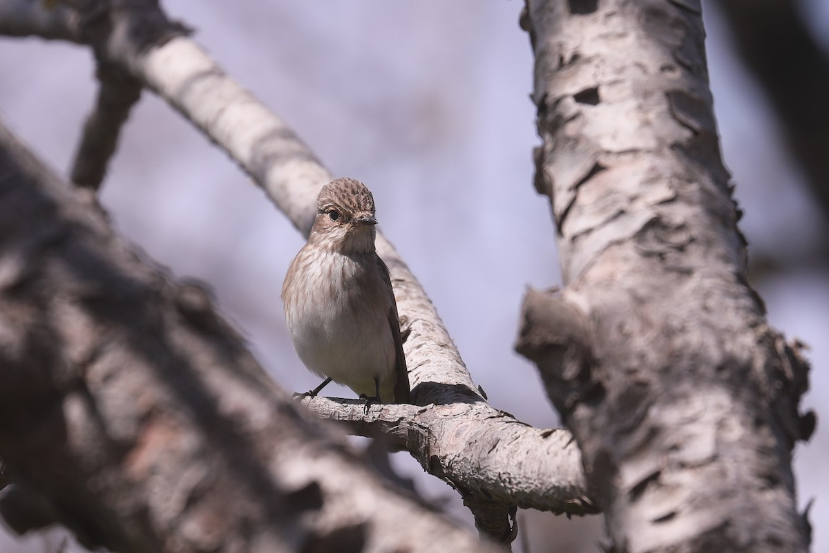 Spotted Flycatcher (Spotted) - ML618627424