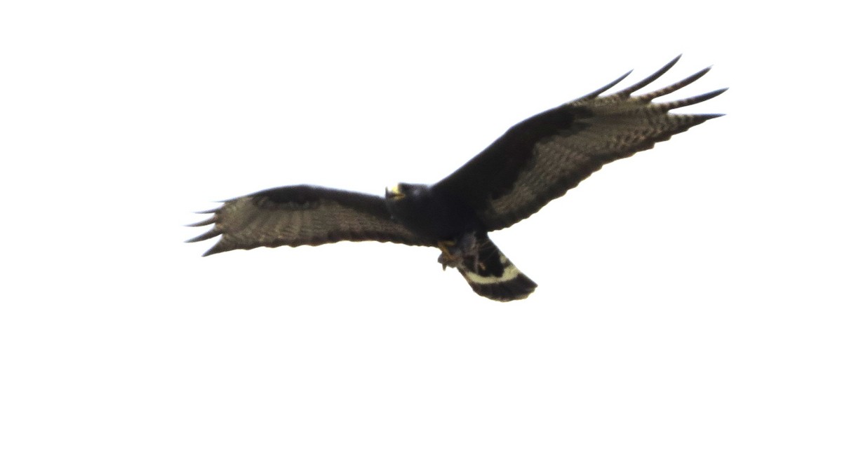 Zone-tailed Hawk - ML618627450