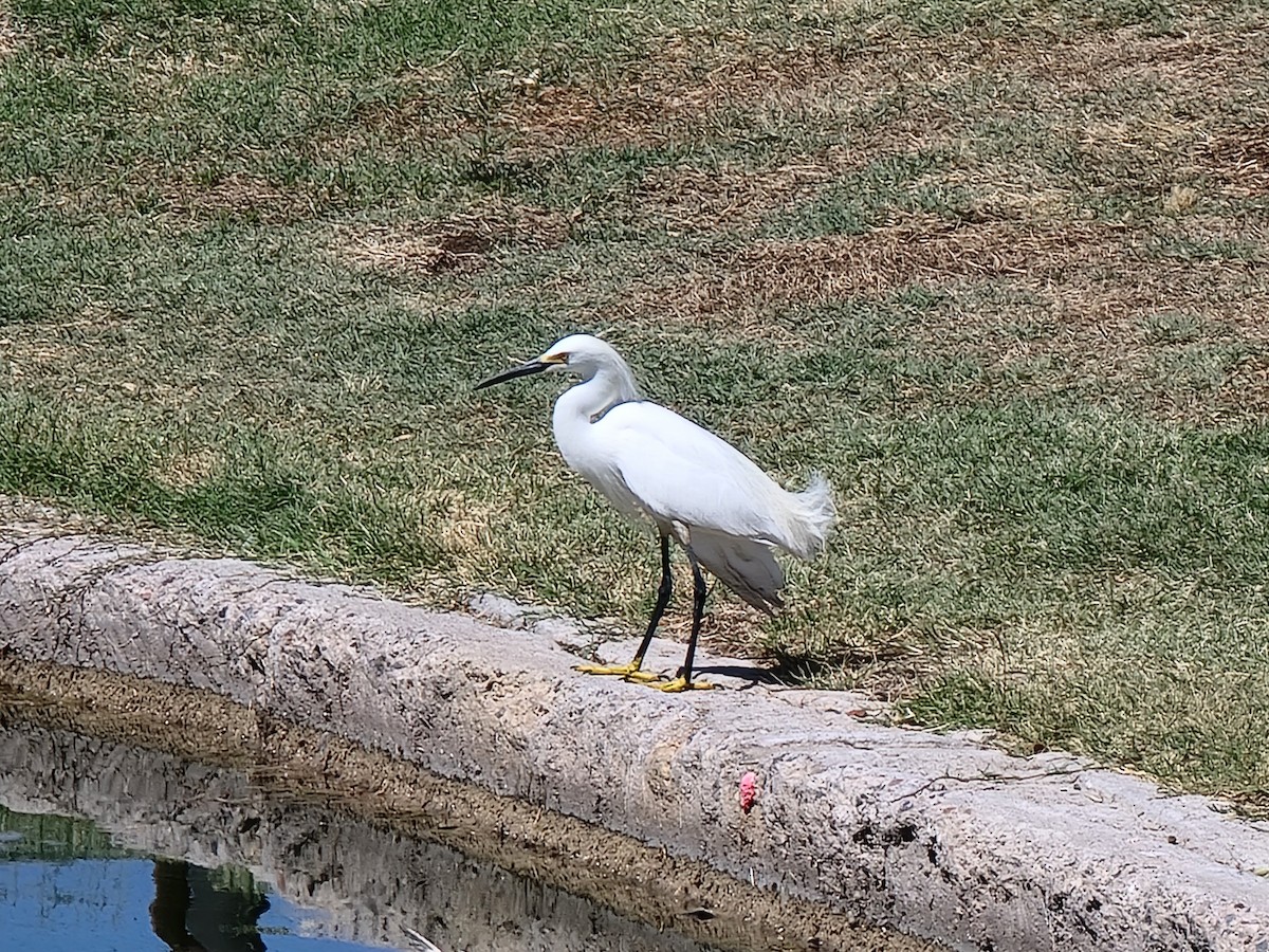 Snowy Egret - ML618627475