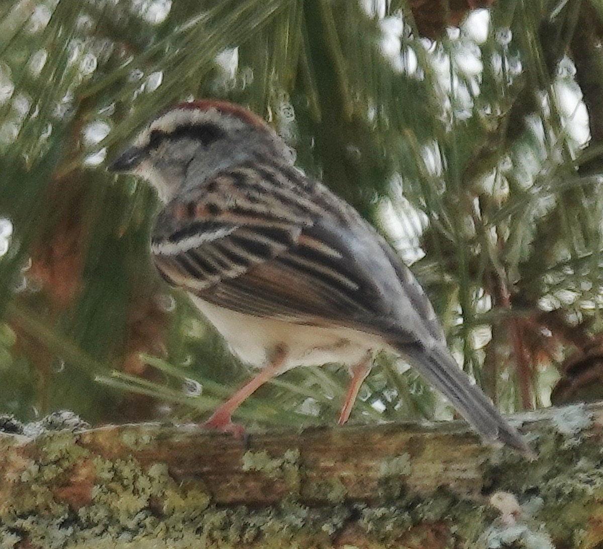 Chipping Sparrow - ML618627512