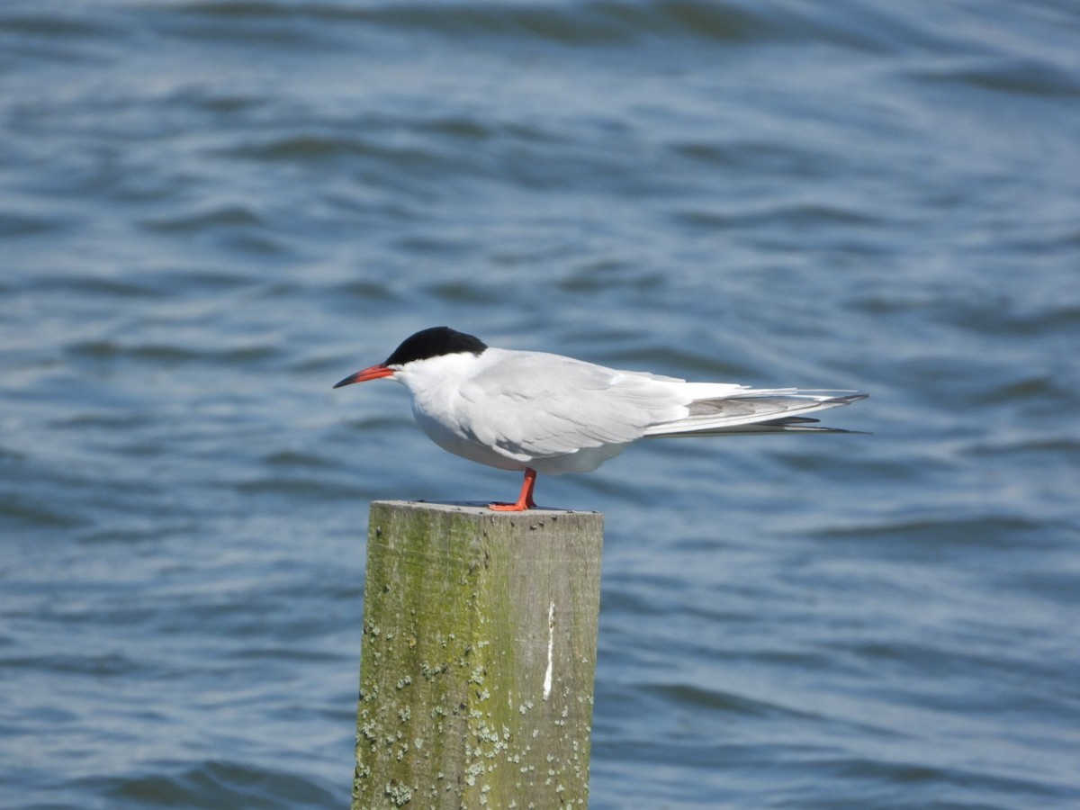 Common Tern - ML618627519