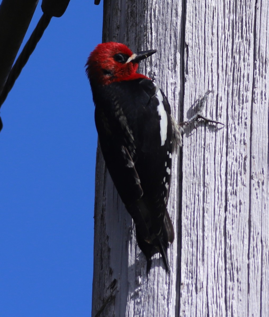 Red-breasted Sapsucker - ML618627529
