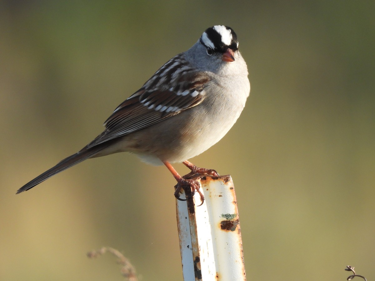 White-crowned Sparrow - ML618627536