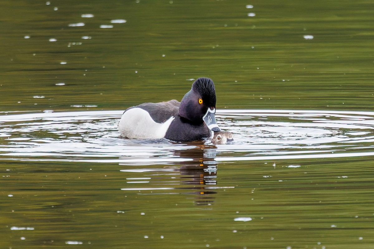Ring-necked Duck - ML618627558