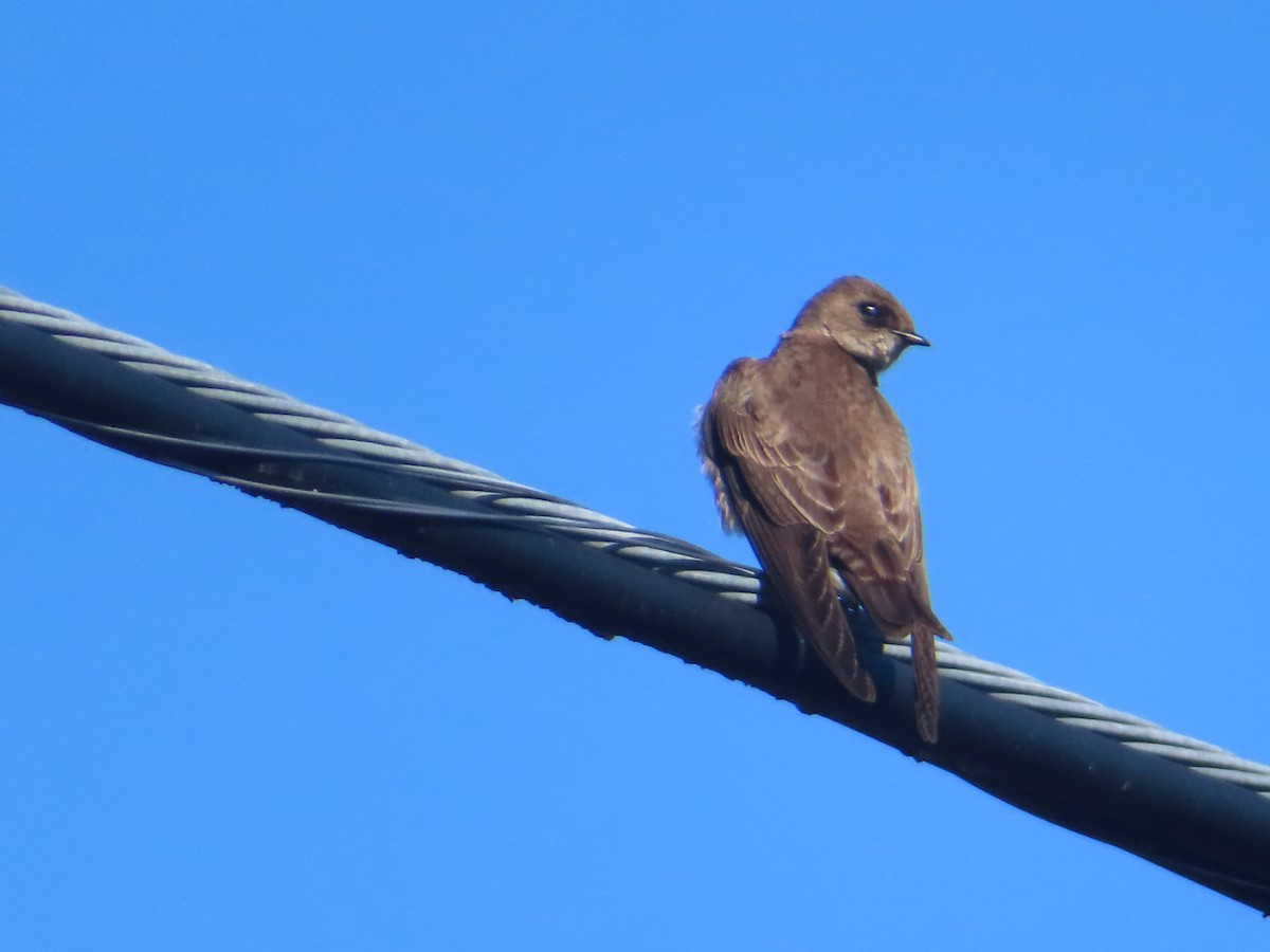 Northern Rough-winged Swallow - ML618627568