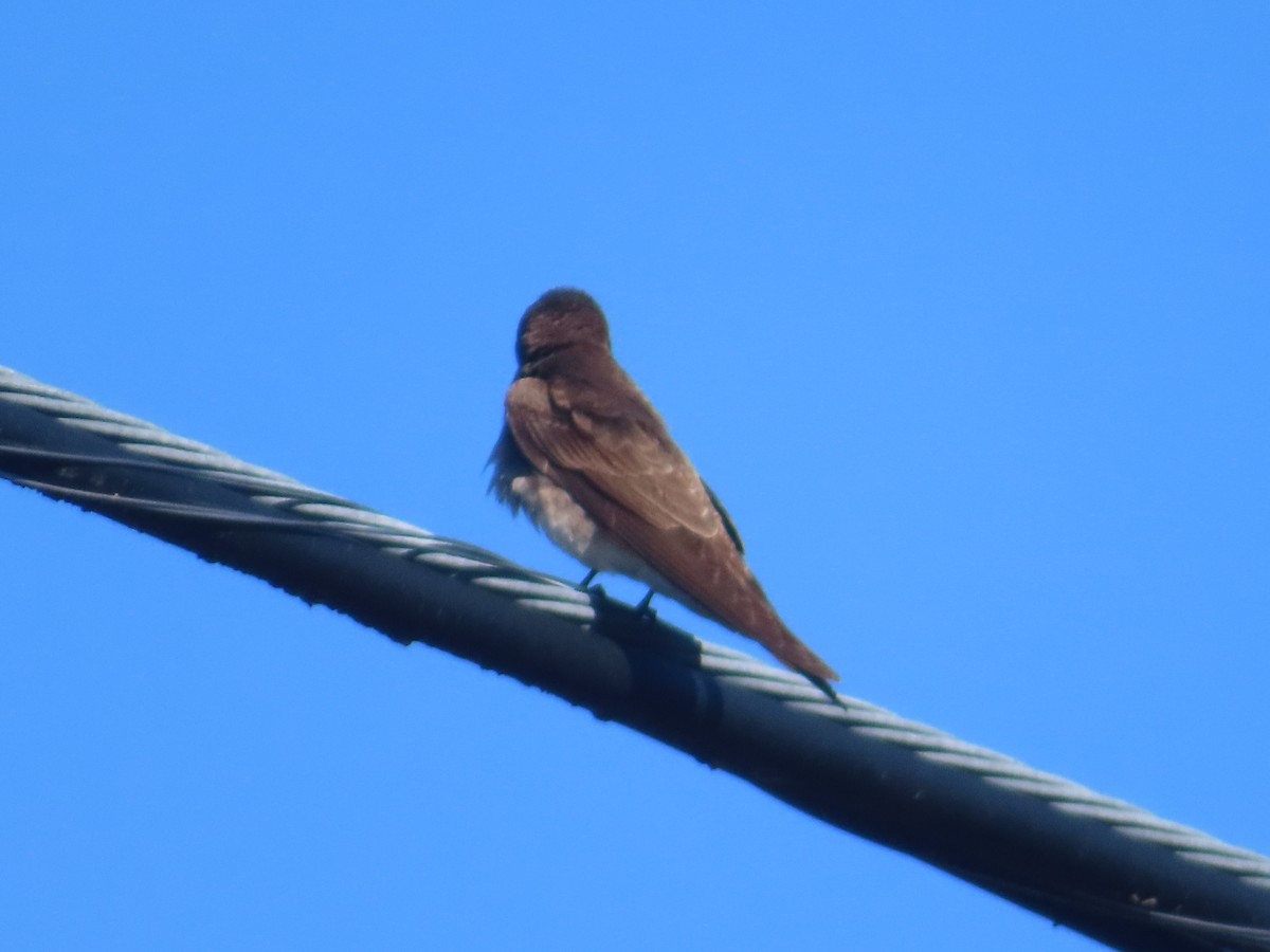 Northern Rough-winged Swallow - ML618627569