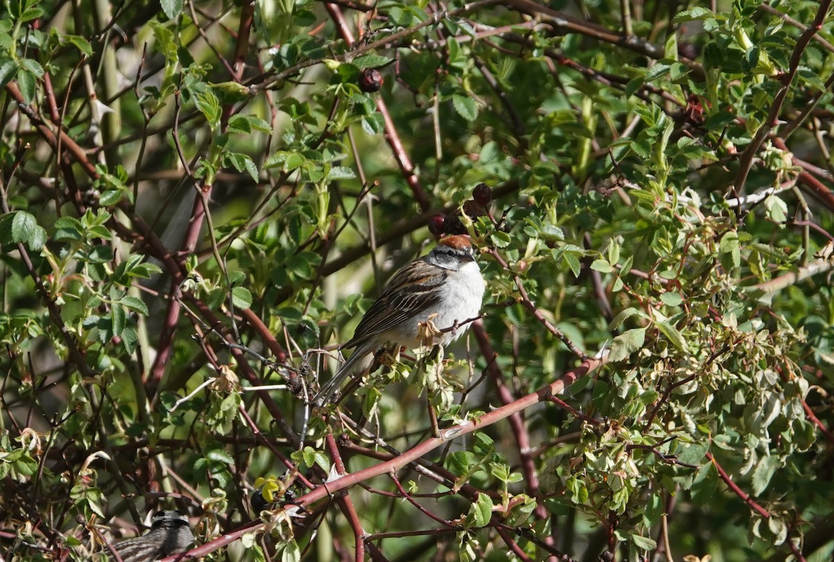 Chipping Sparrow - ML618627584
