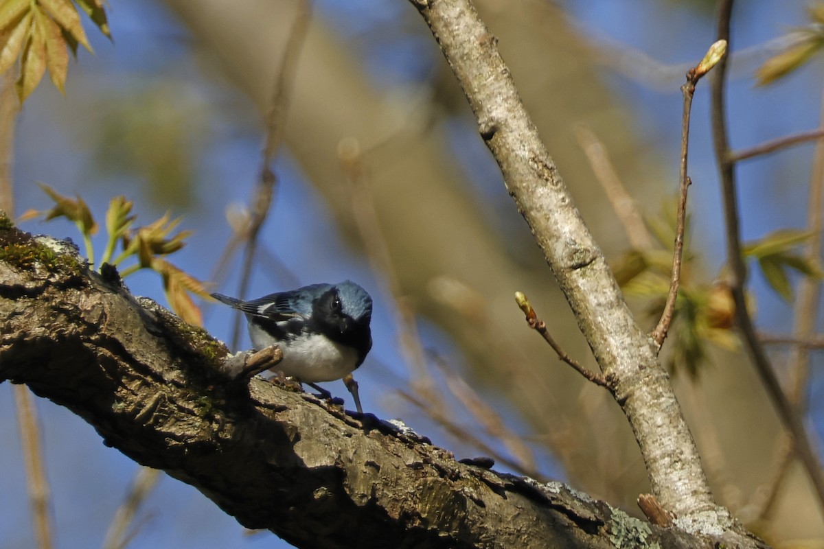 Black-throated Blue Warbler - ML618627652