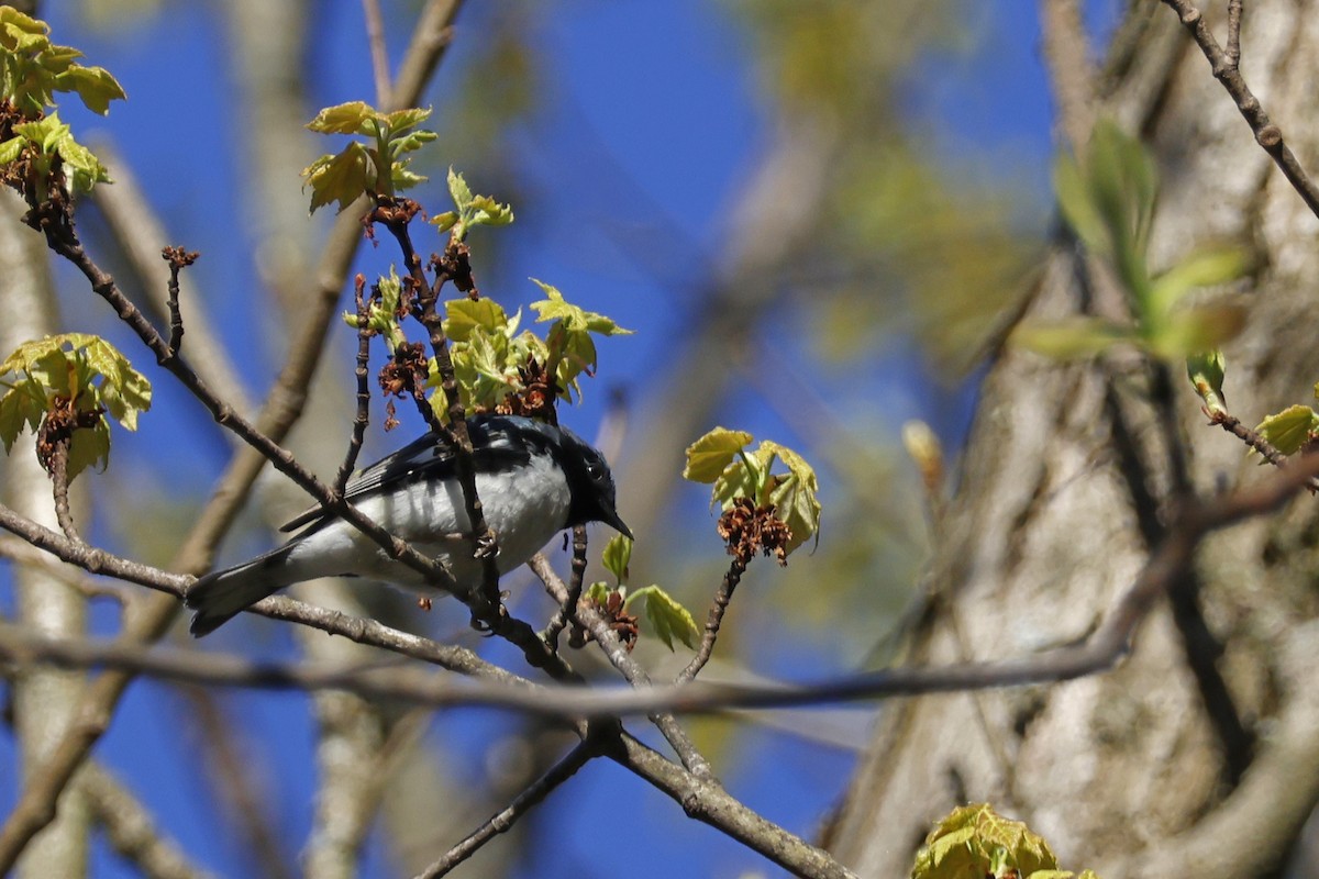 Black-throated Blue Warbler - Larry Therrien