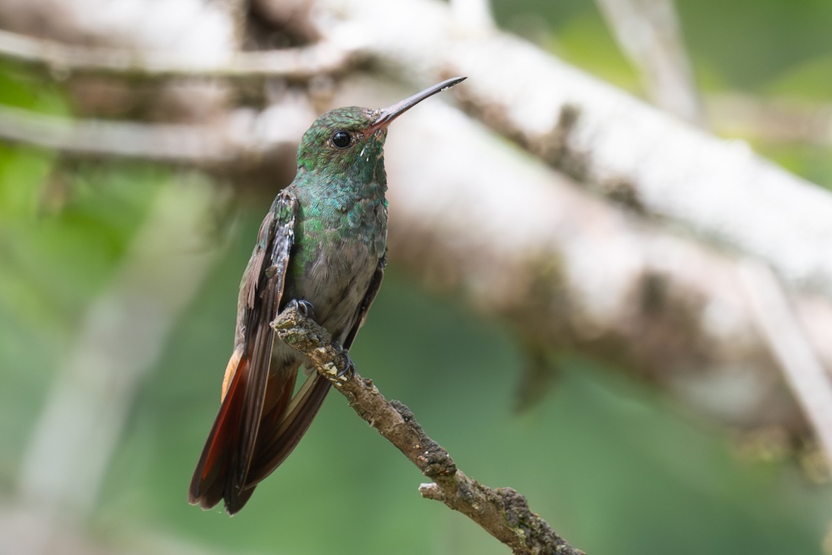 Rufous-tailed Hummingbird - ML618627697