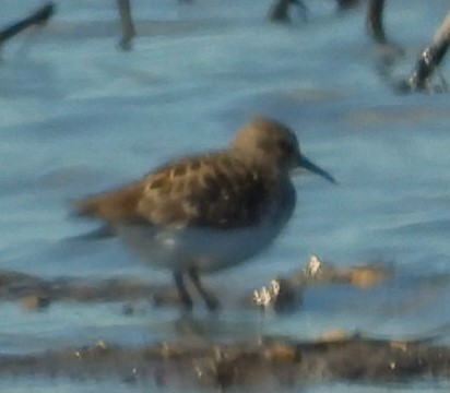 Least Sandpiper - Terry Ansel