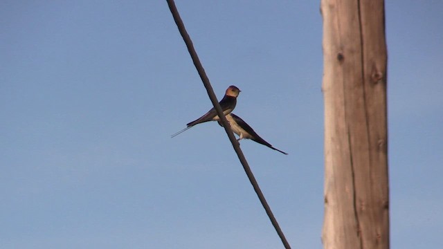 Red-rumped Swallow - ML618627716