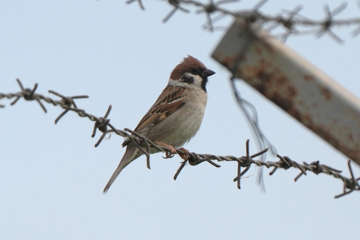 Eurasian Tree Sparrow - ML618627743
