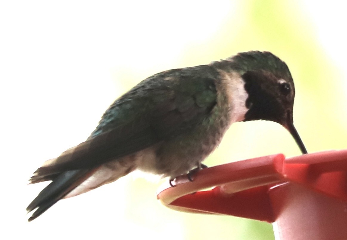 Broad-tailed Hummingbird - ML618627746