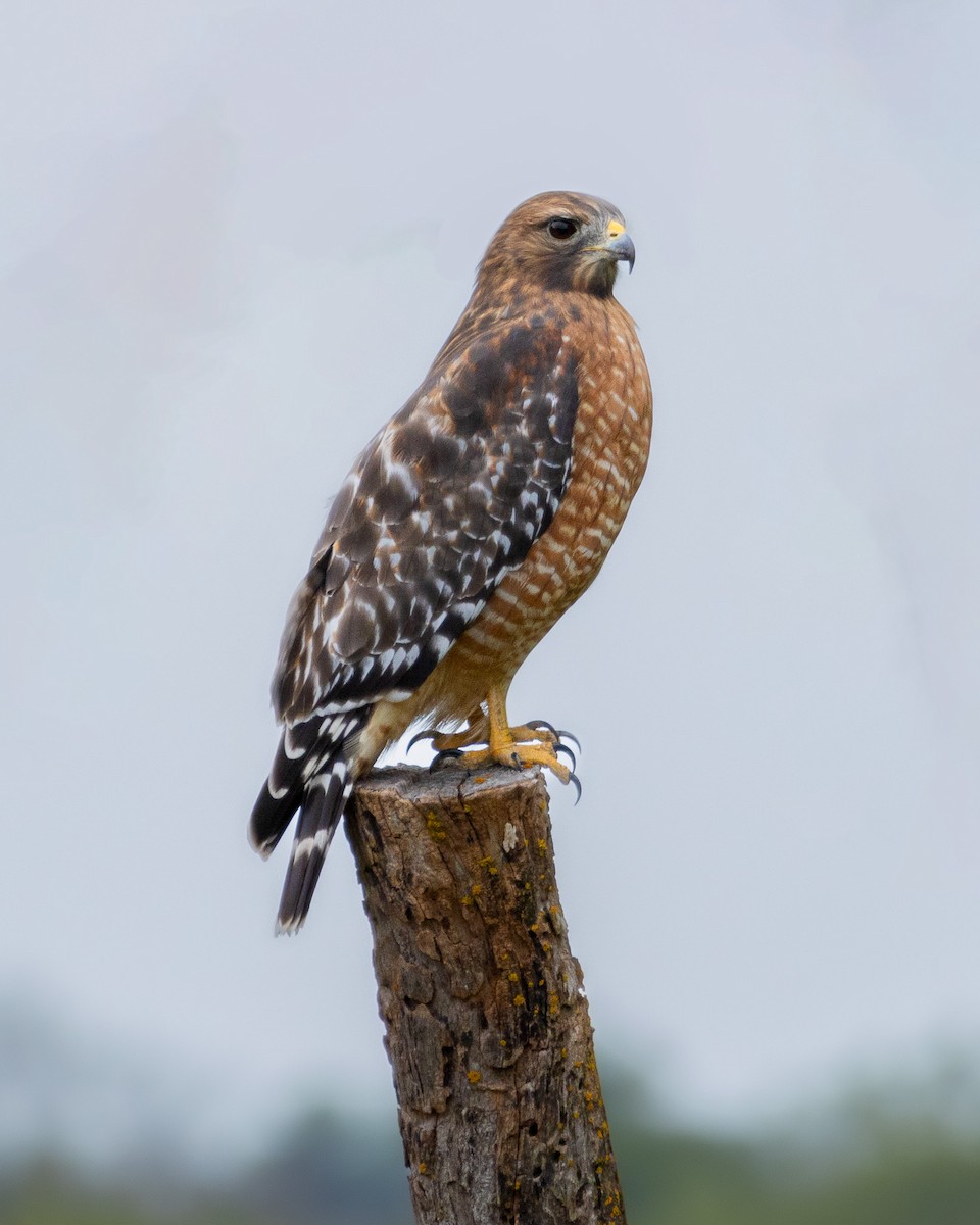 Red-shouldered Hawk (lineatus Group) - ML618627761