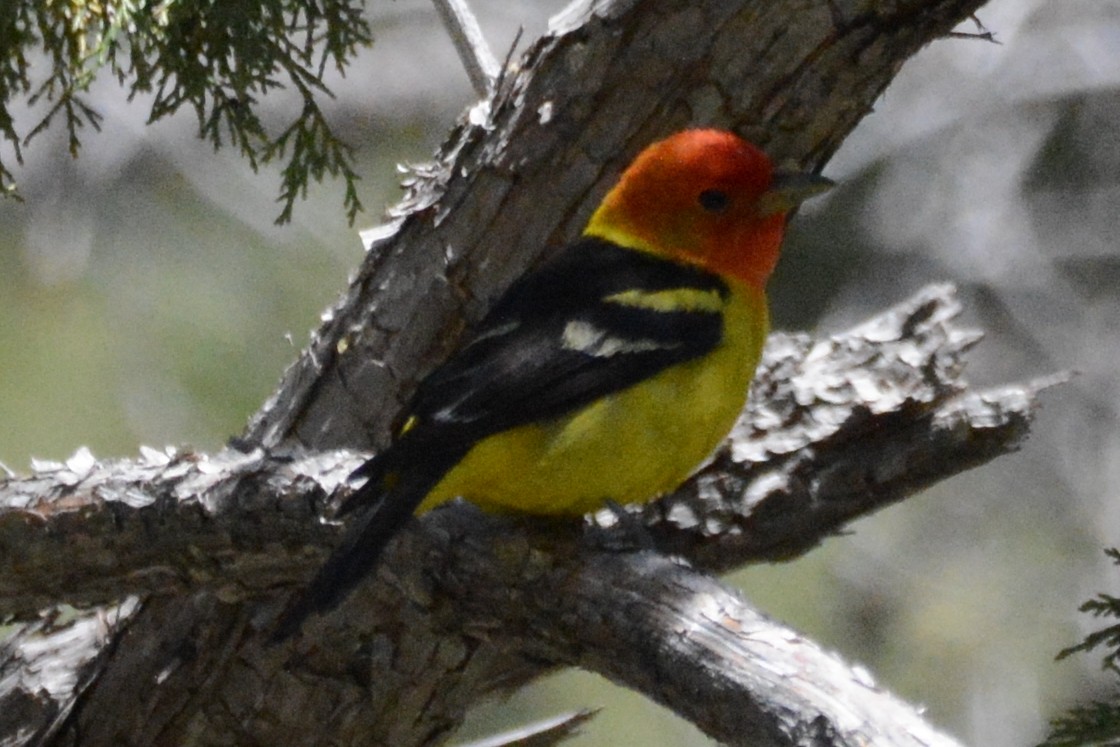 Western Tanager - ML618627793