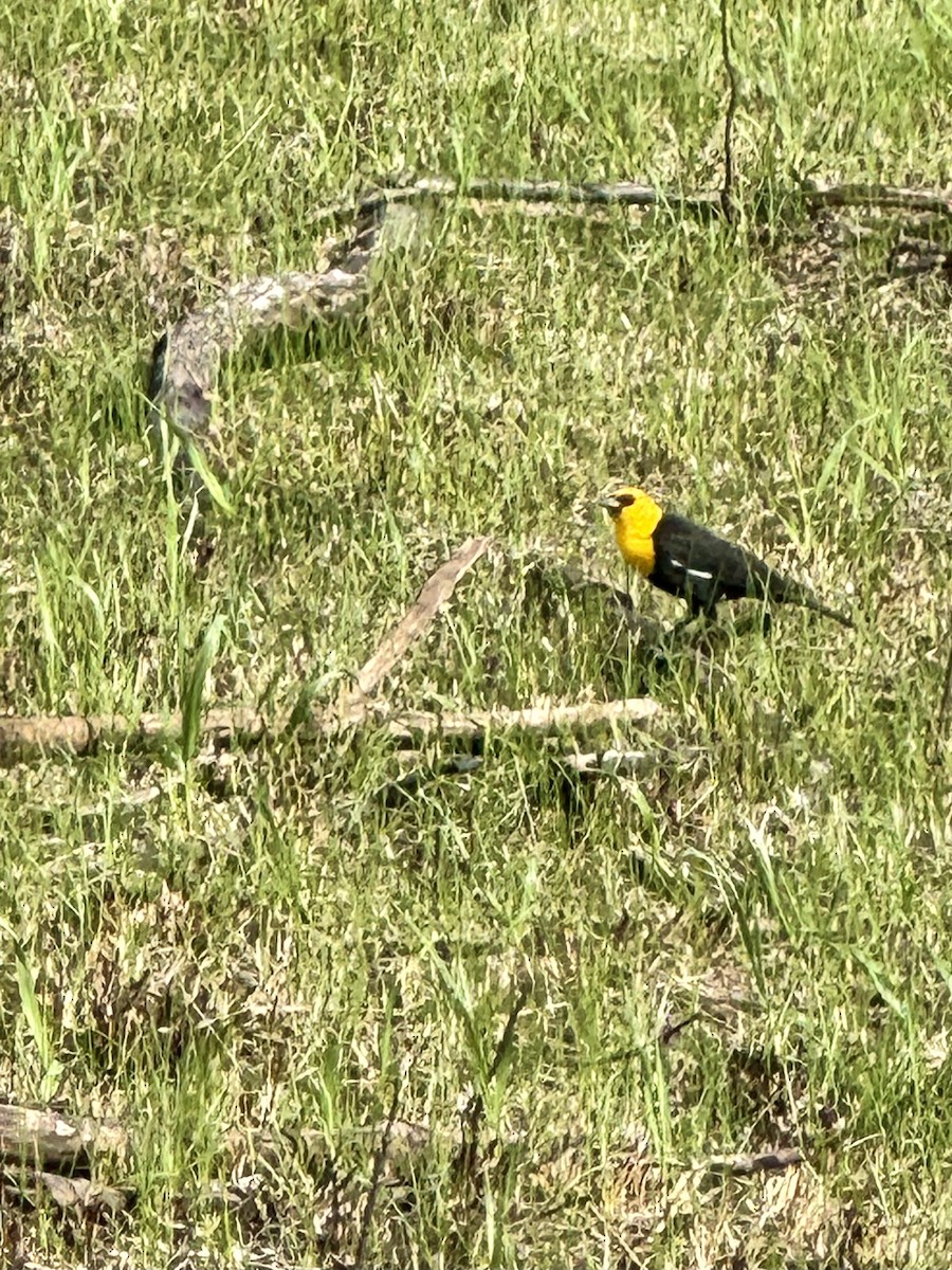 Yellow-headed Blackbird - ML618627799