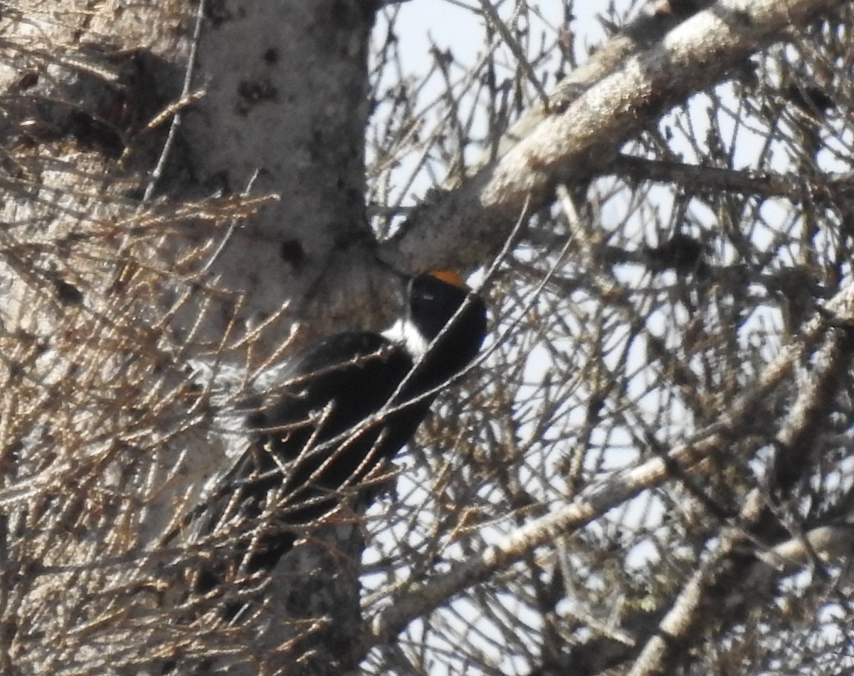 Black-backed Woodpecker - ML618627818