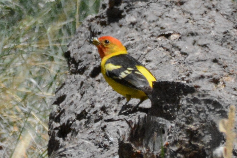 Western Tanager - ML618627823