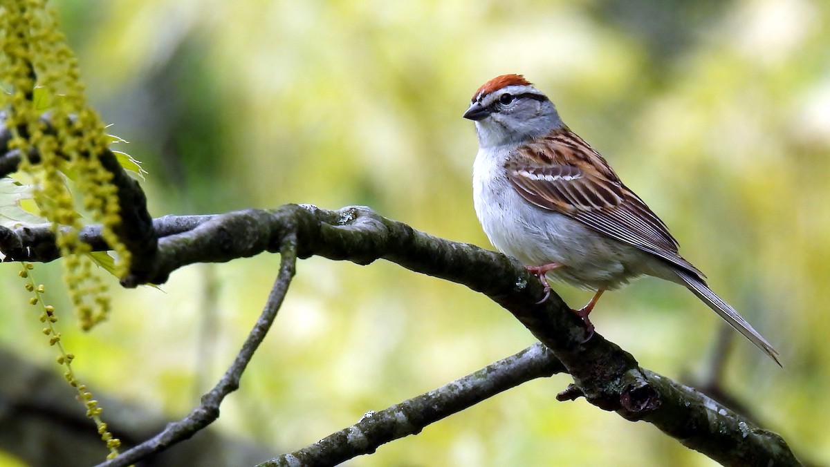 Chipping Sparrow - ML618627826