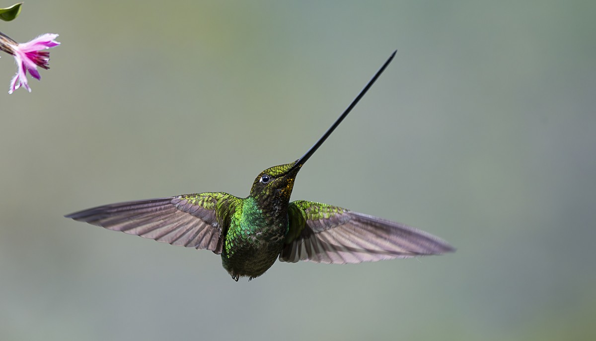 Sword-billed Hummingbird - ML618627845