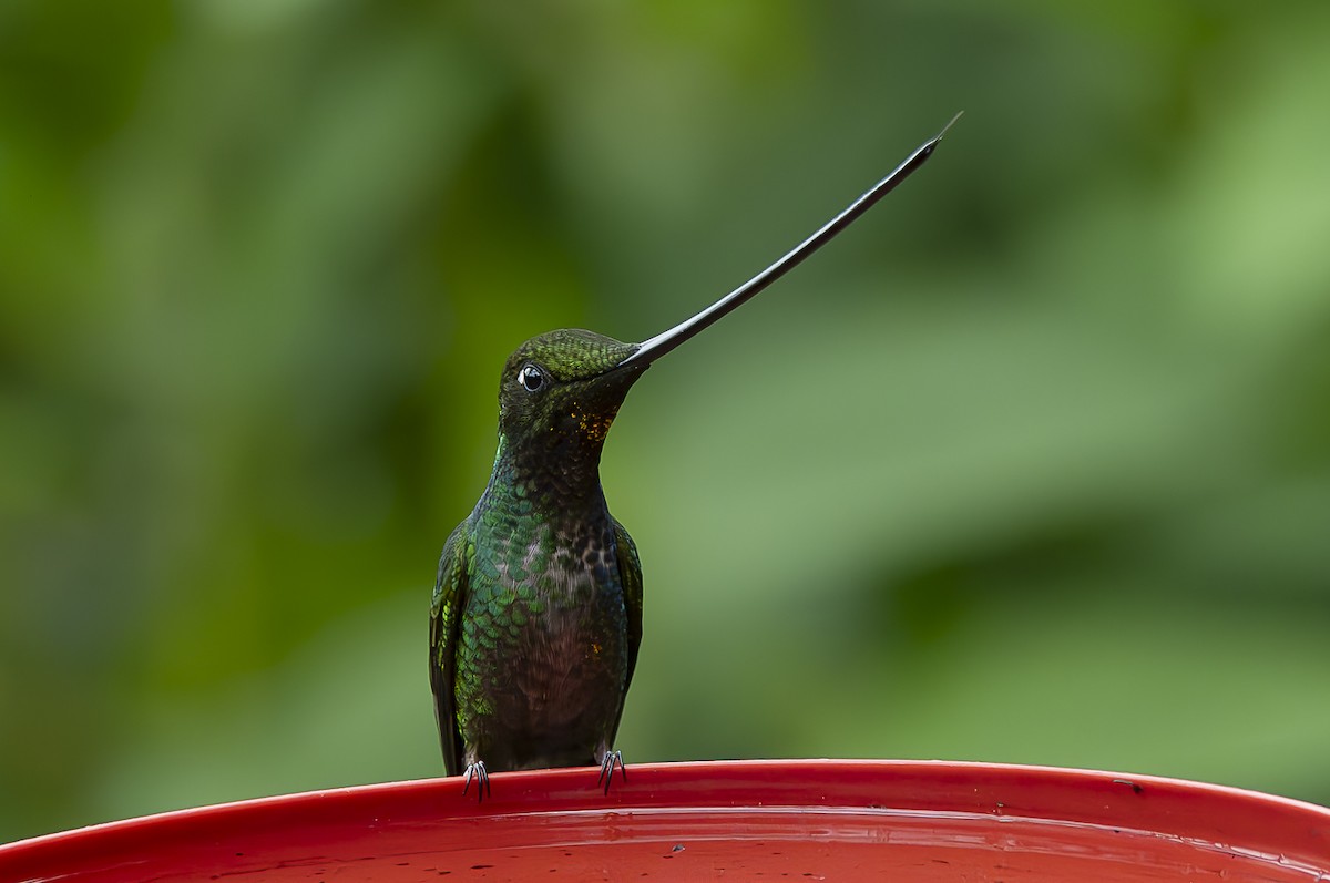 Sword-billed Hummingbird - ML618627846