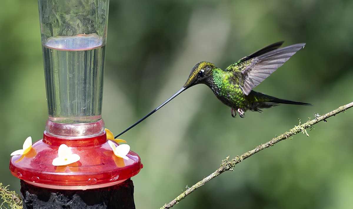 Sword-billed Hummingbird - ML618627847