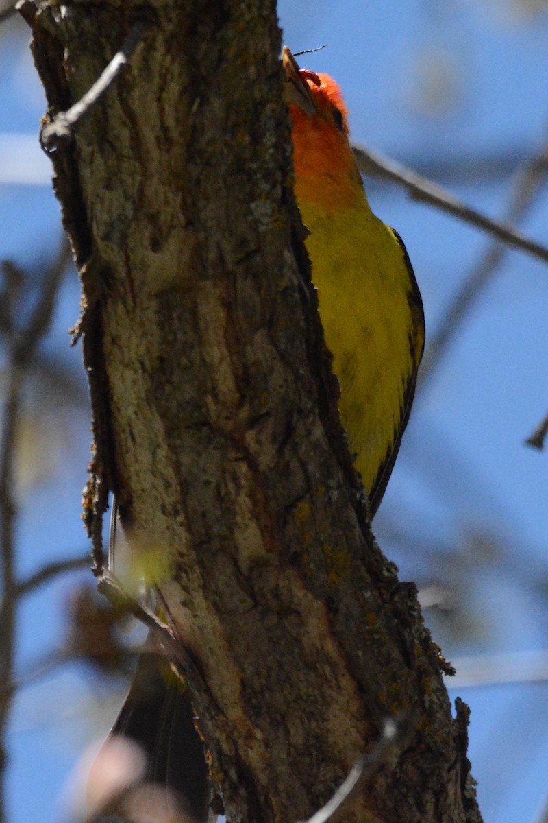 Western Tanager - ML618627853