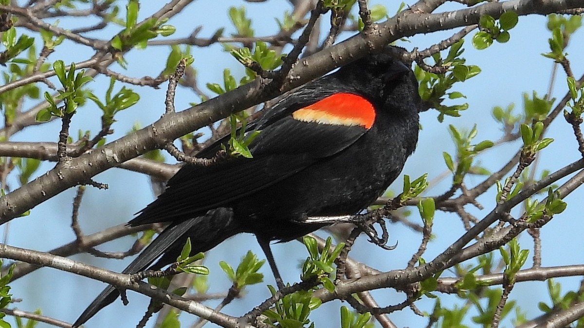 Red-winged Blackbird - ML618627883