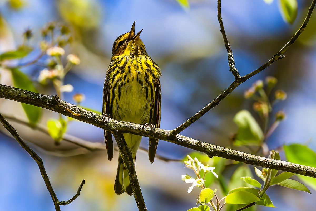 Cape May Warbler - ML618627909